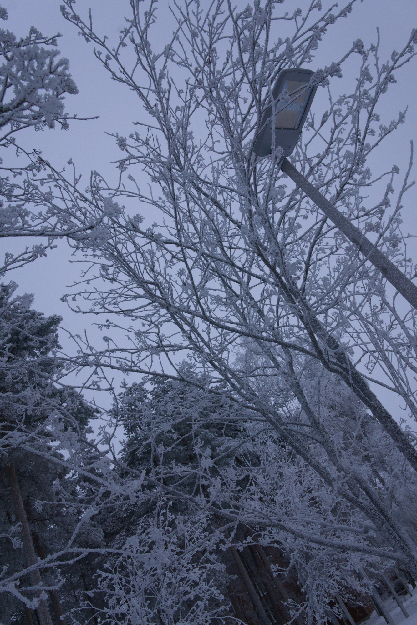 frosty trees 322 — Скачать