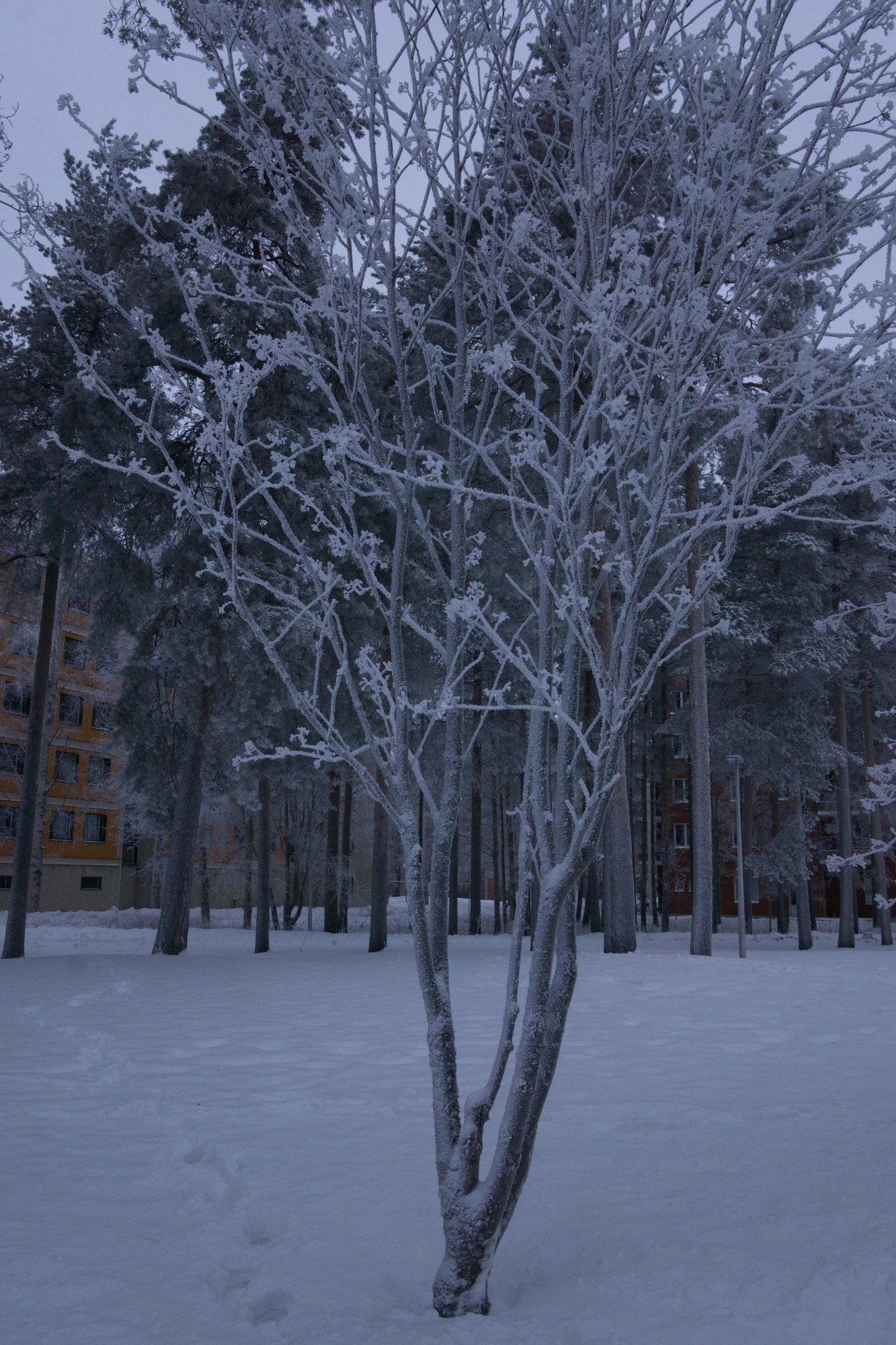 frosty trees 323 — Скачать