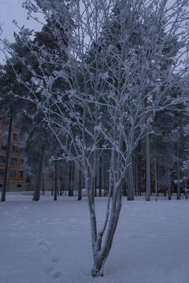 frosty trees 323 — скачать