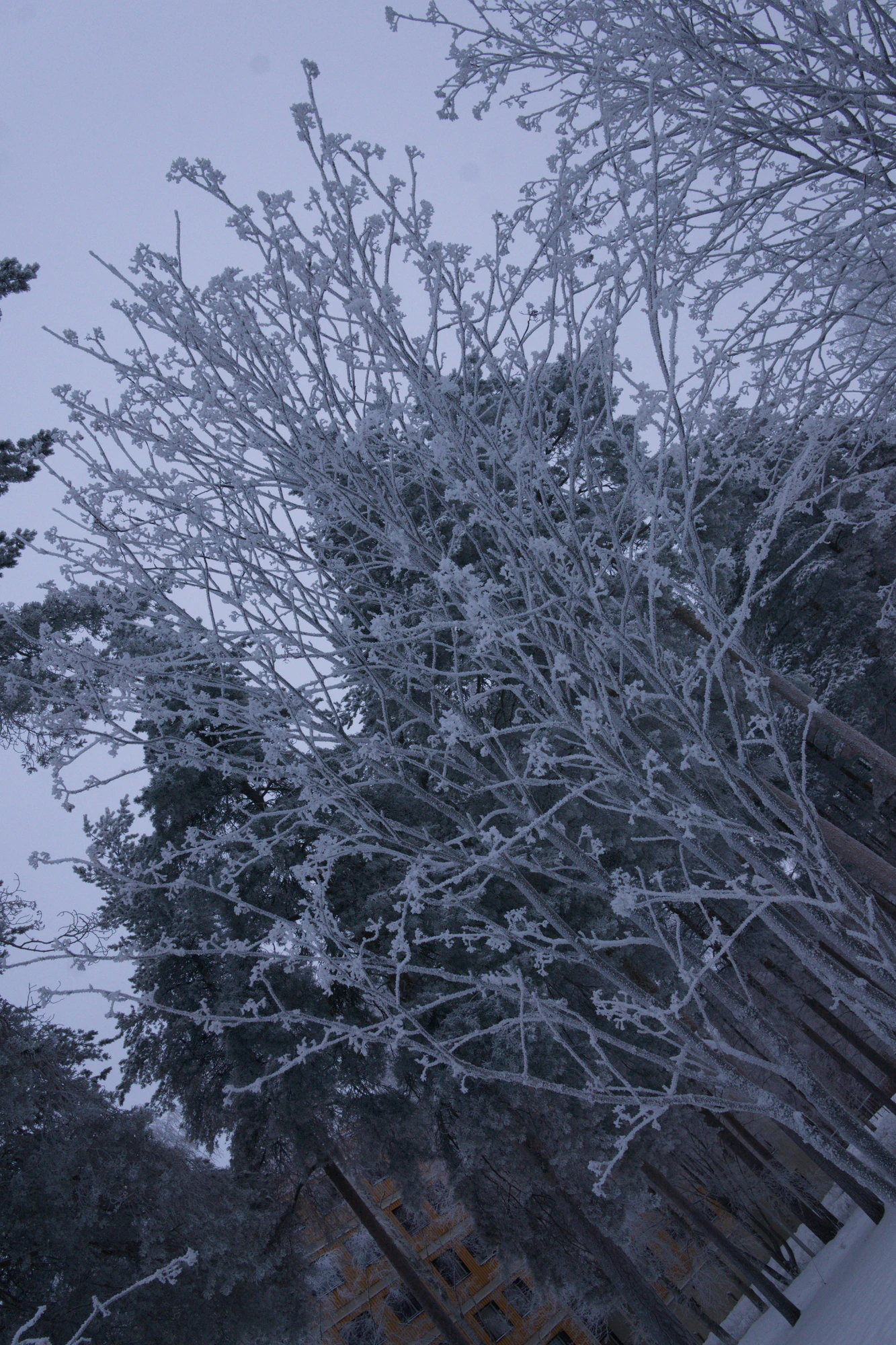 frosty trees 324 — Descargar