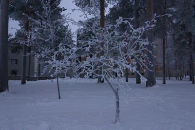 frosty trees 326 — скачать