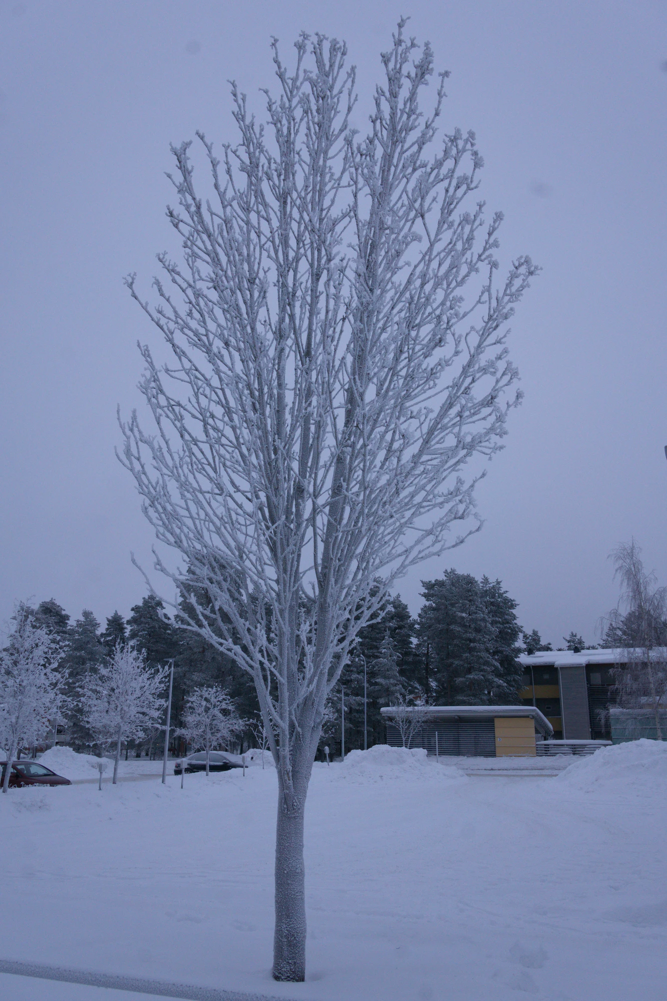 frosty trees 327 — Скачать