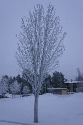 frosty trees 327 — скачать