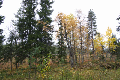 golden silver birches 001 — Descargar