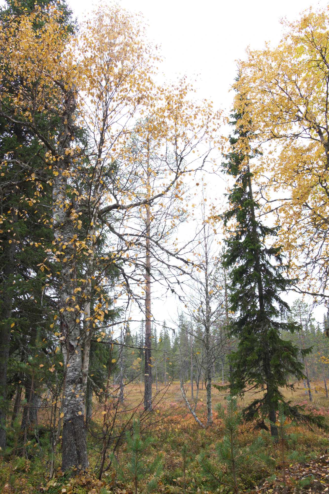 golden silver birches 002 — Descargar