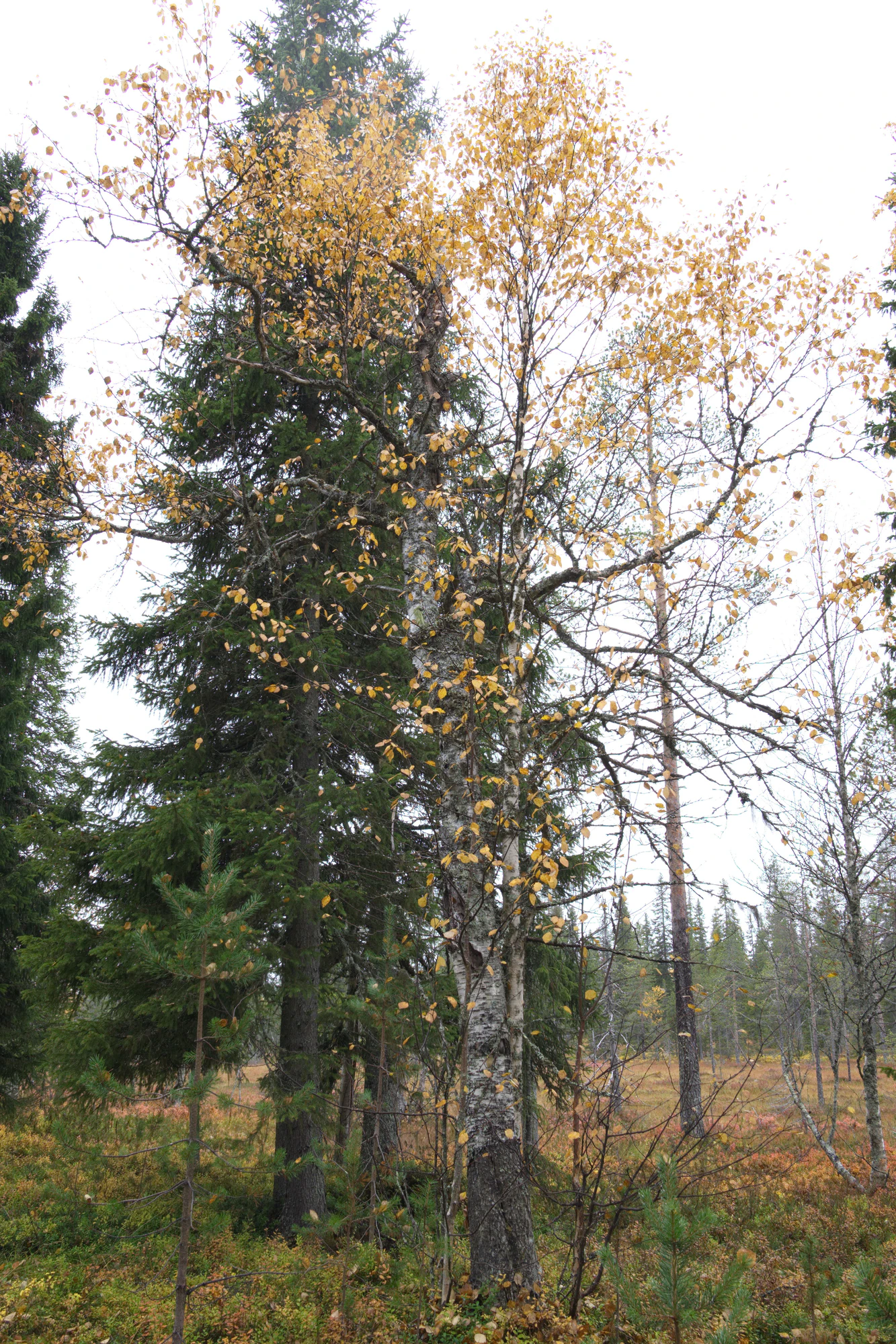 golden silver birches 003 — Descargar
