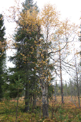 golden silver birches 003 — Descargar