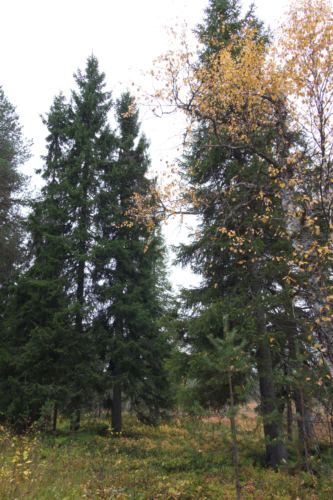 golden silver birches 004 — Скачать