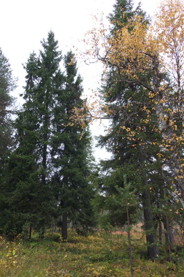 golden silver birches 004 — Скачать
