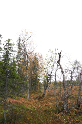 golden silver birches 005 — Descargar