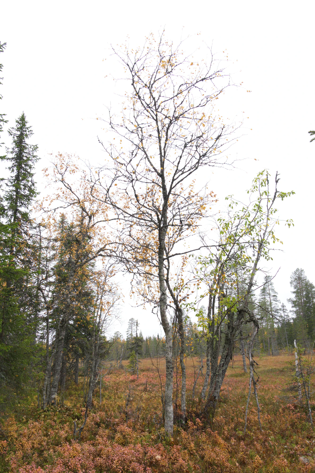 golden silver birches 006 — Скачать
