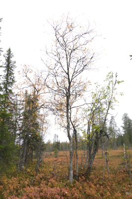 golden silver birches 006 — Скачать