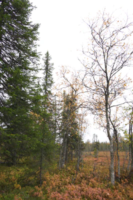 golden silver birches 007 — Скачать