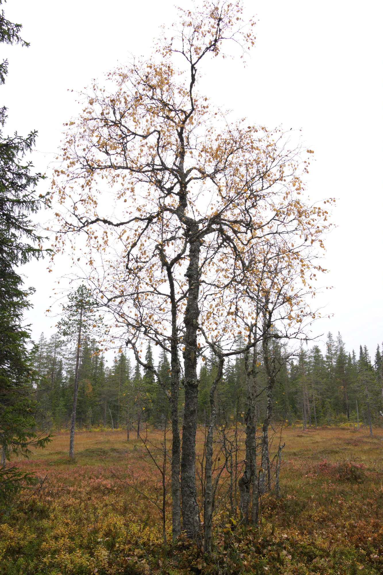 golden silver birches 008 — Download