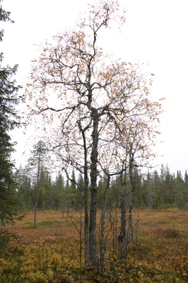 golden silver birches 008 — Download