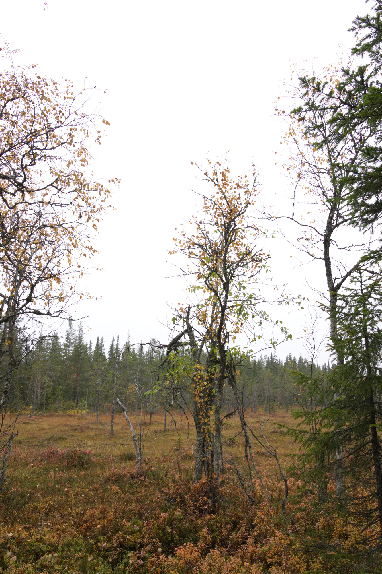 golden silver birches 009 — Скачать