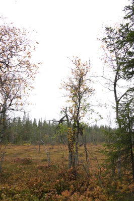 golden silver birches 009 — Скачать