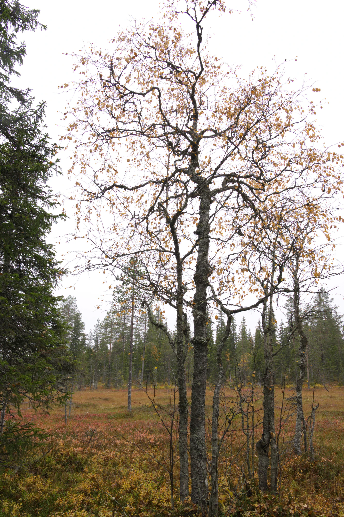 golden silver birches 010 — Скачать