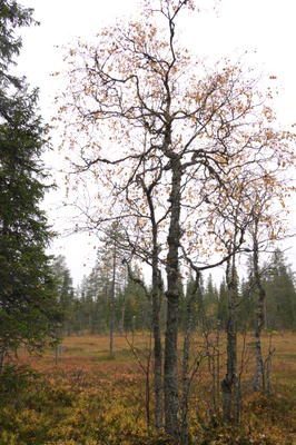 golden silver birches 010 — Скачать