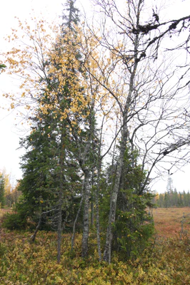 golden silver birches 011 — Скачать