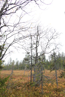 golden silver birches 012 — Descargar