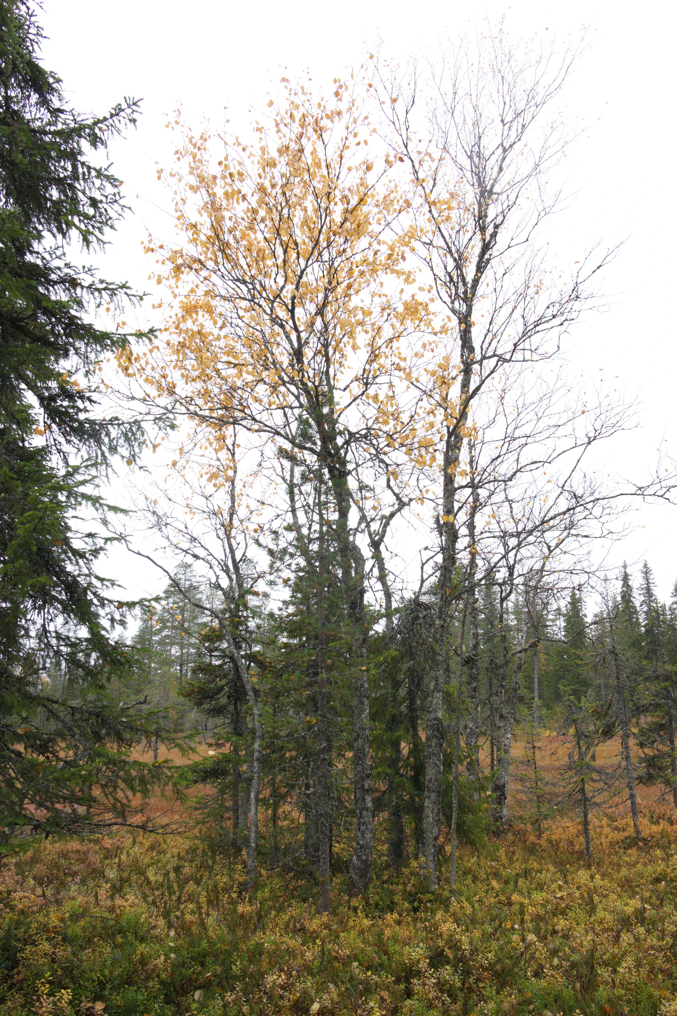 golden silver birches 013 — Descargar