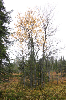 golden silver birches 013 — Descargar