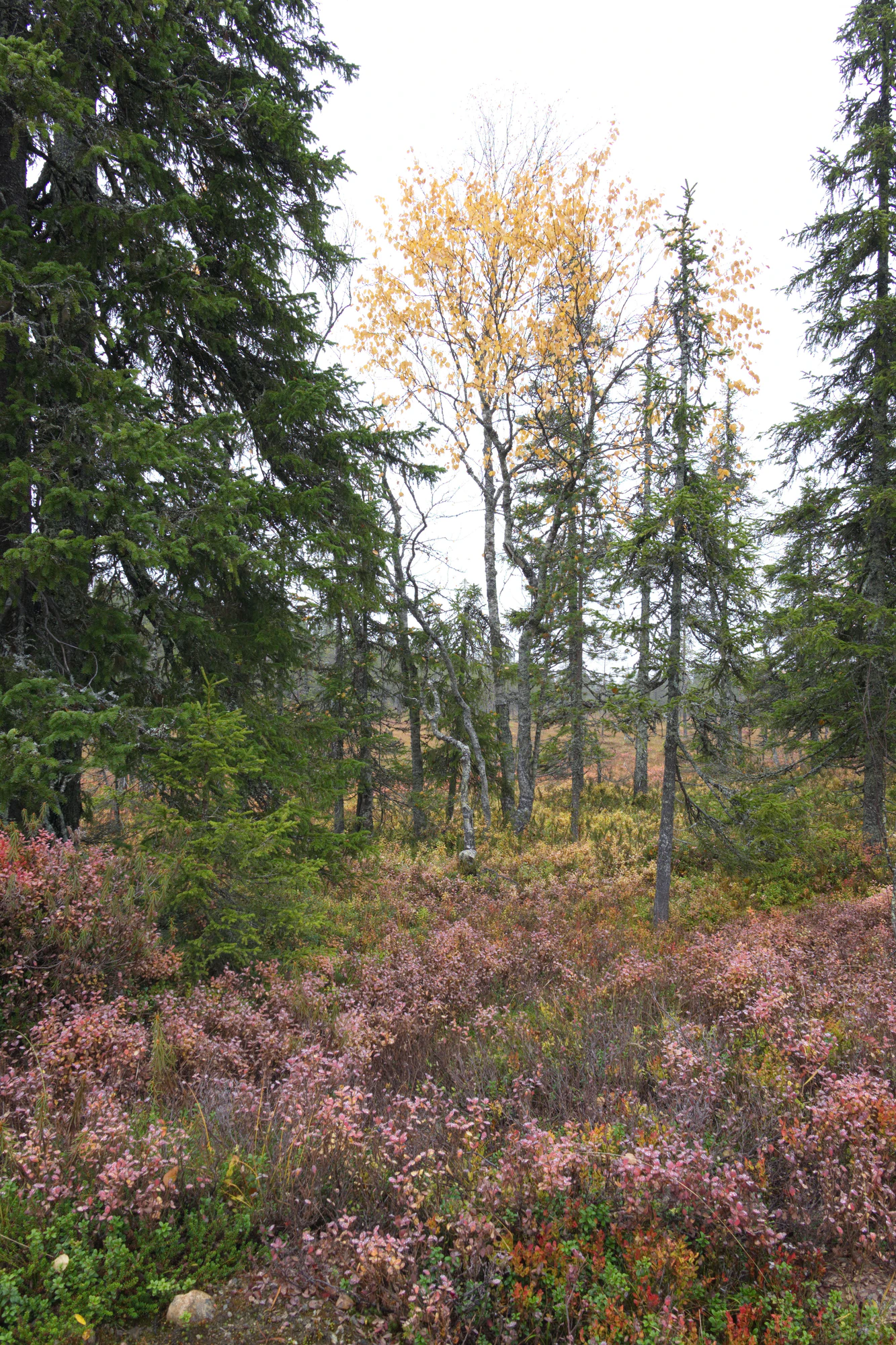 golden silver birches 014 — Descargar