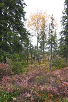 golden silver birches 014 — Descargar