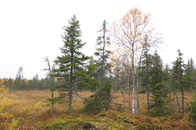 golden silver birches 015 — Descargar