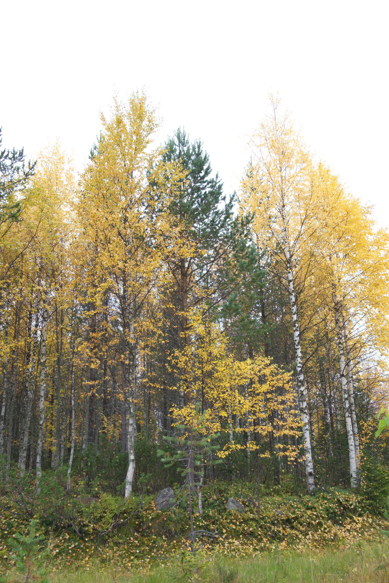 golden silver birches 016 — Descargar
