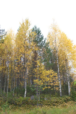 golden silver birches 016 — Descargar