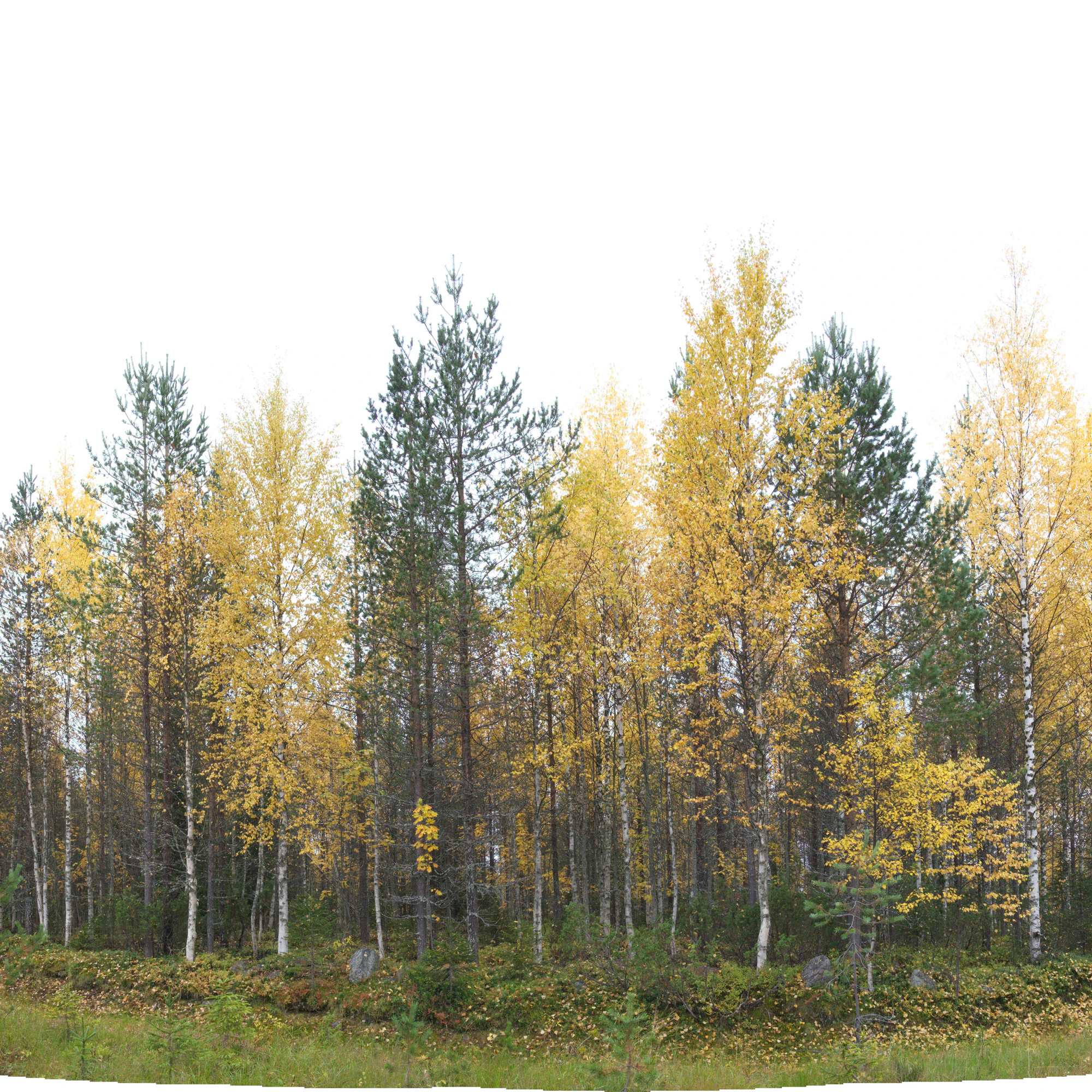 golden silver birches 017 — Скачать