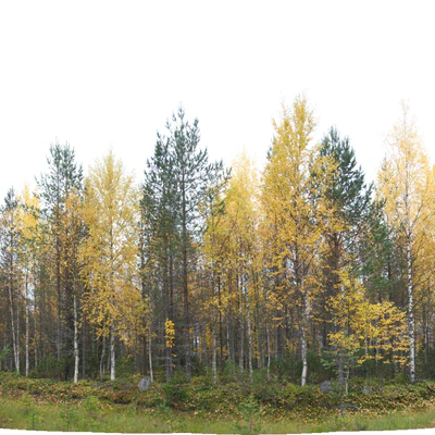 golden silver birches 017 — Скачать