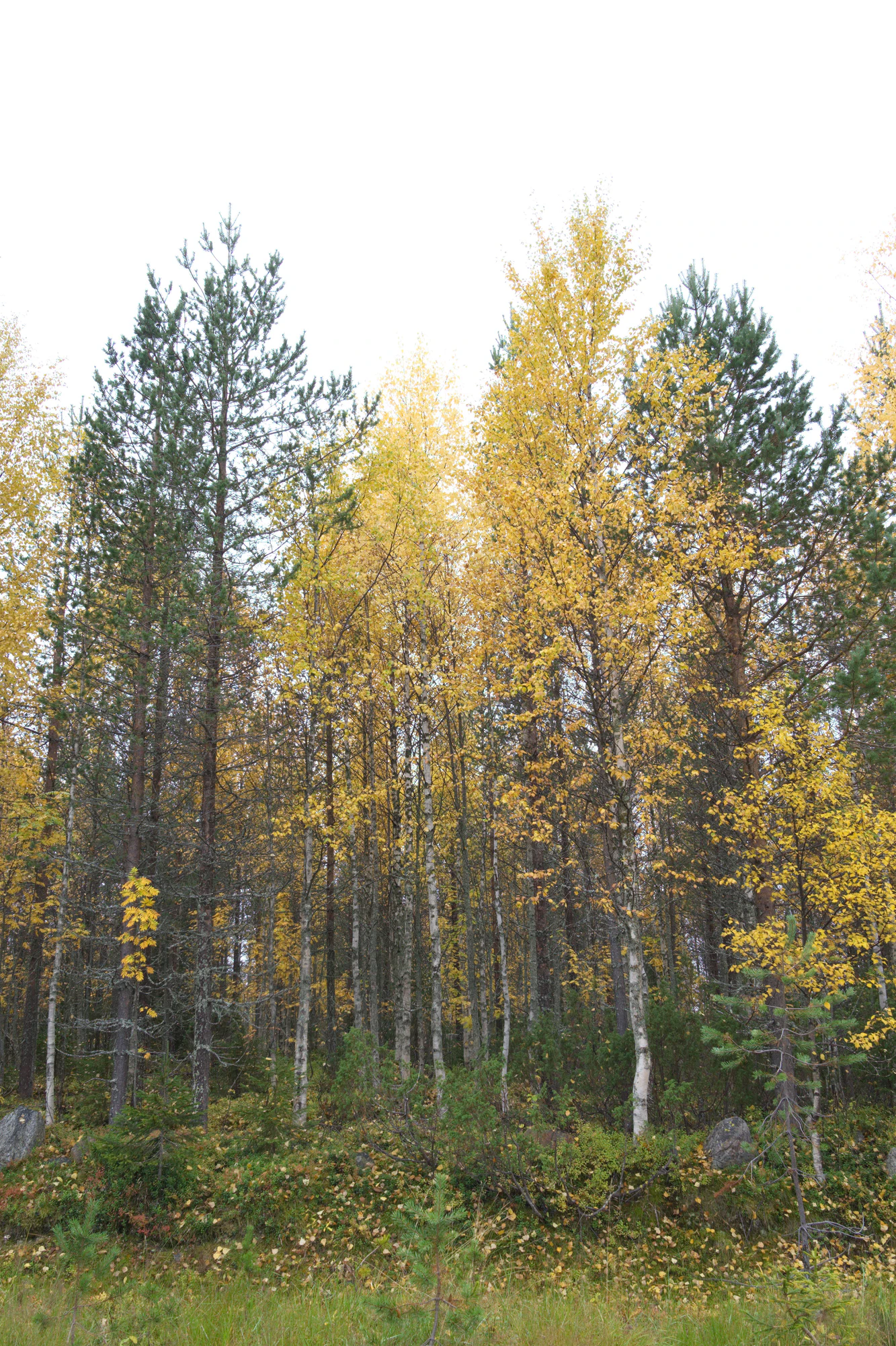 golden silver birches 018 — Descargar
