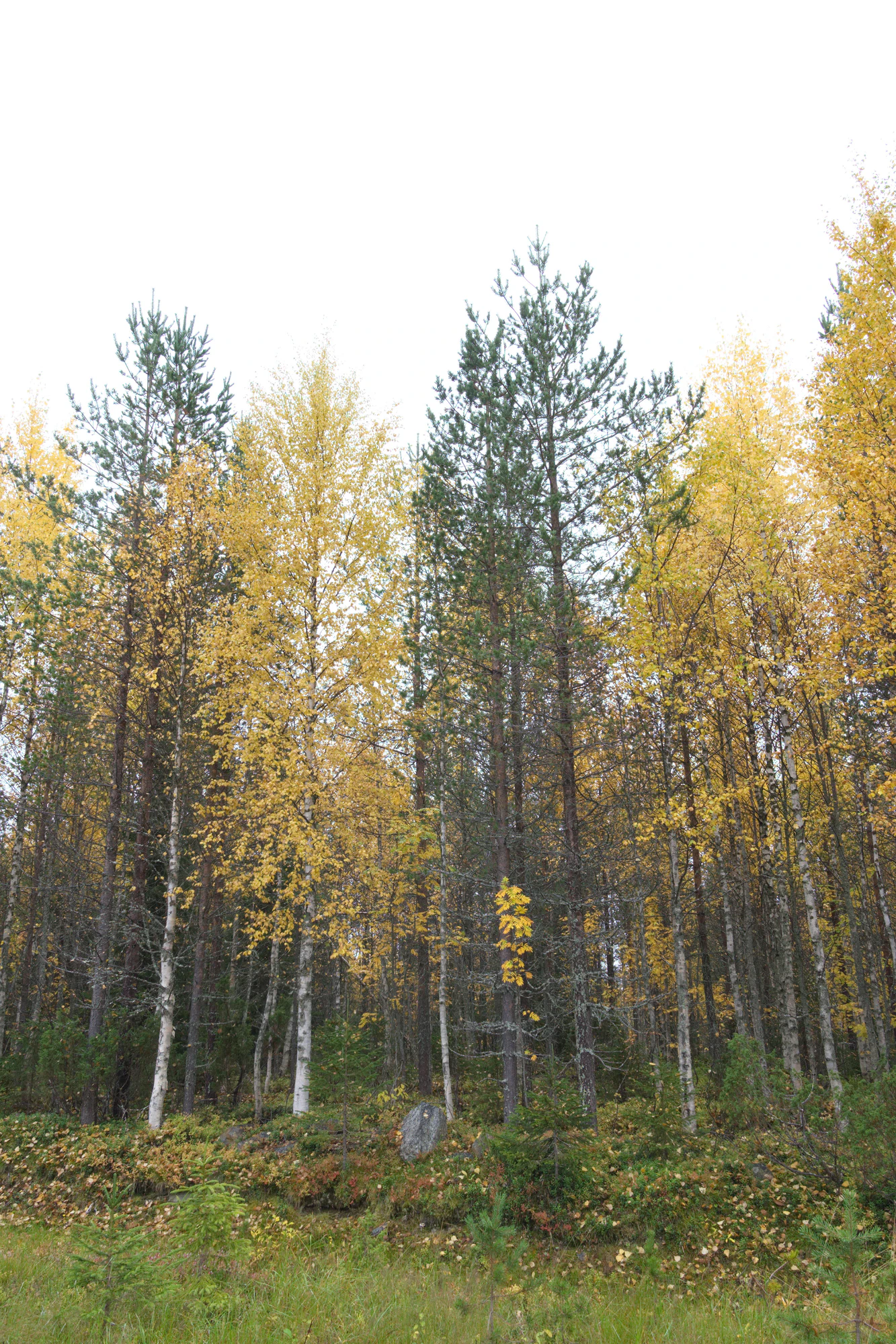 golden silver birches 019 — Descargar