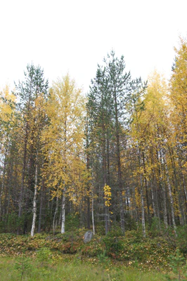 golden silver birches 019 — Descargar