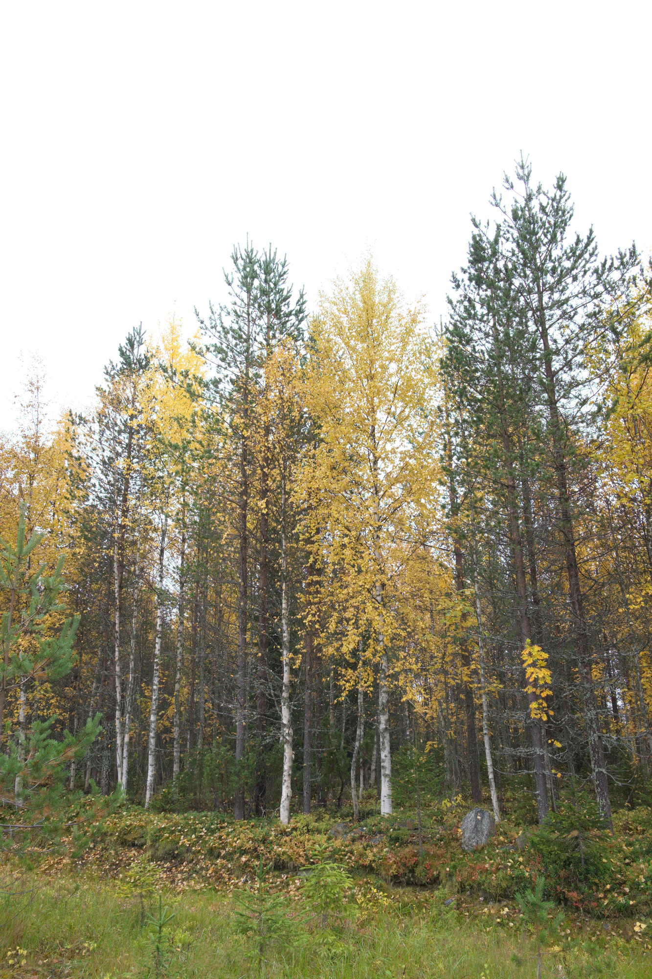 golden silver birches 020 — Скачать