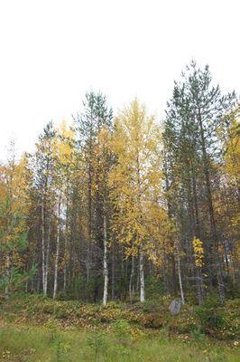 golden silver birches 020 — Скачать
