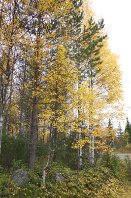 golden silver birches 021 — Descargar