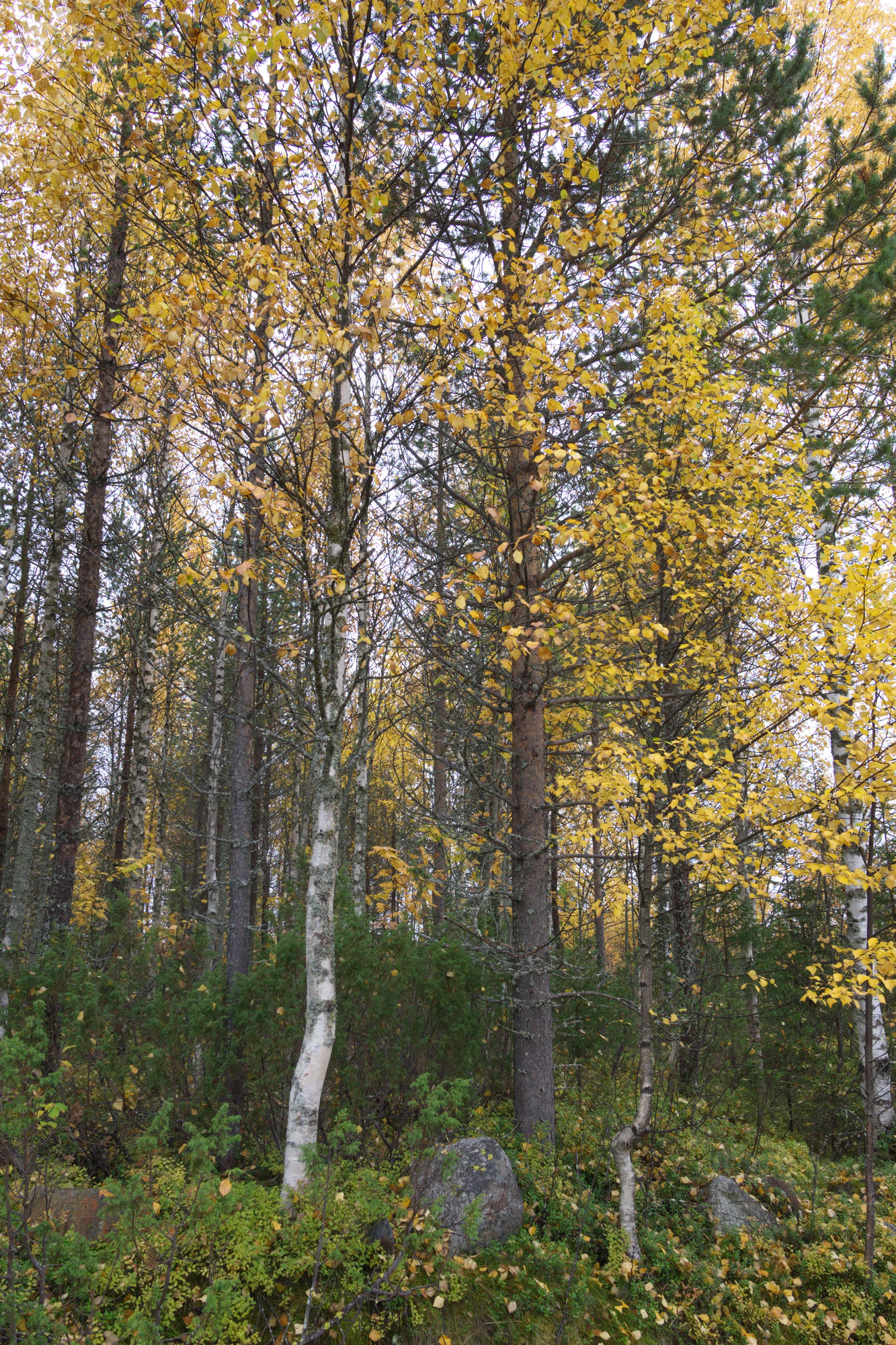 golden silver birches 022 — Скачать
