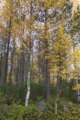 golden silver birches 022 — Скачать