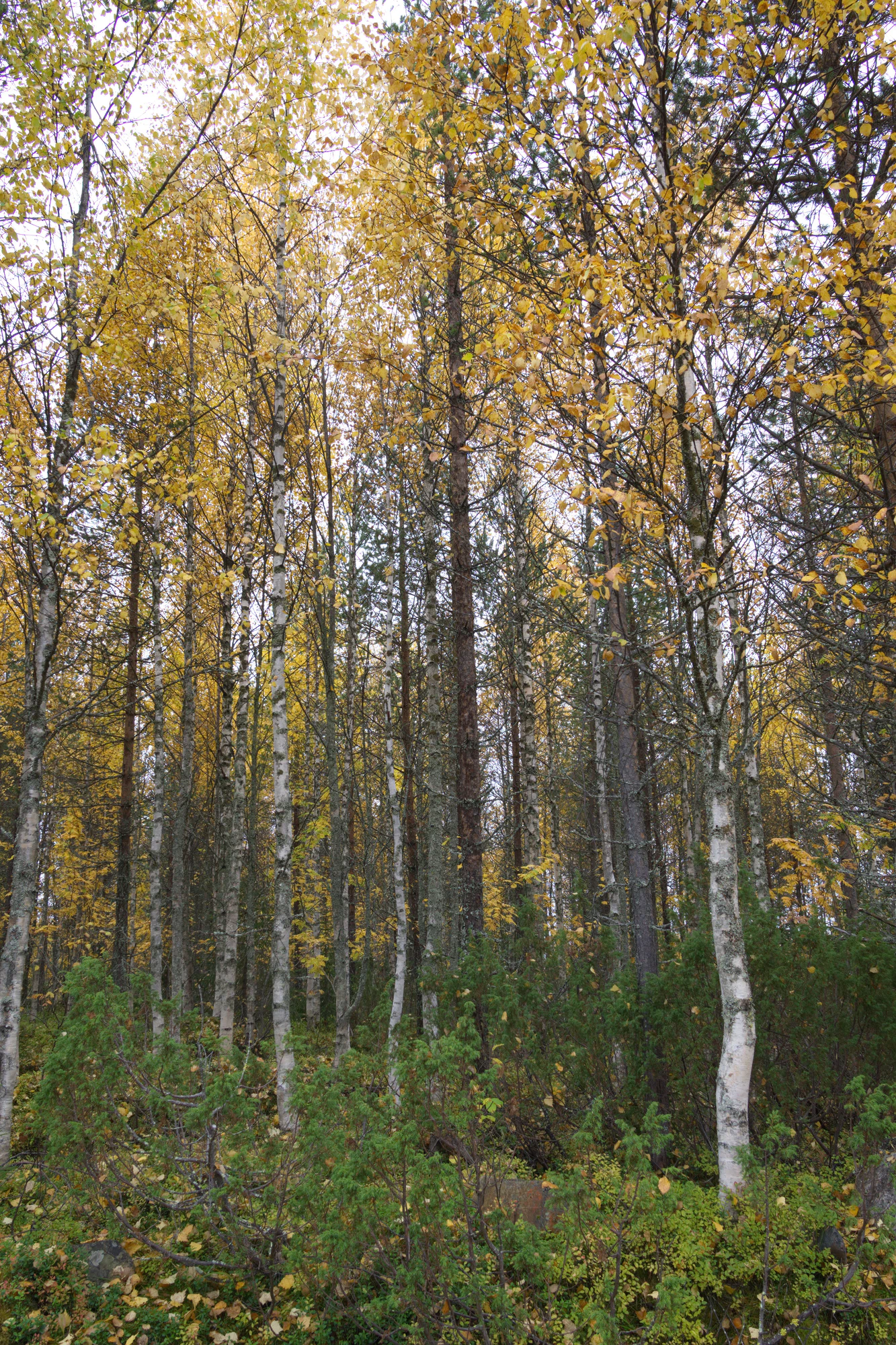 golden silver birches 023 — Descargar