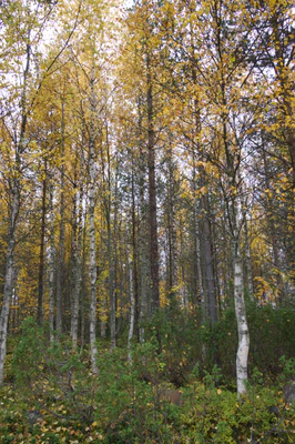 golden silver birches 023 — Descargar
