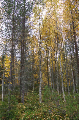golden silver birches 024 — Скачать