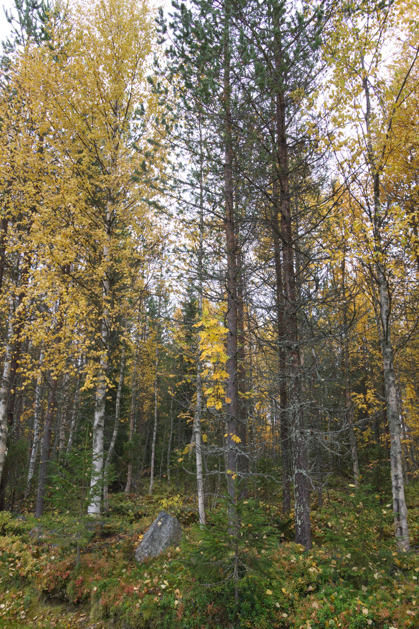 golden silver birches 025 — Скачать