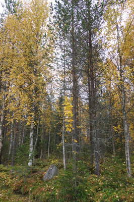 golden silver birches 025 — Скачать