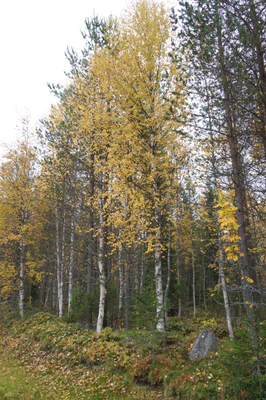 golden silver birches 026 — Descargar