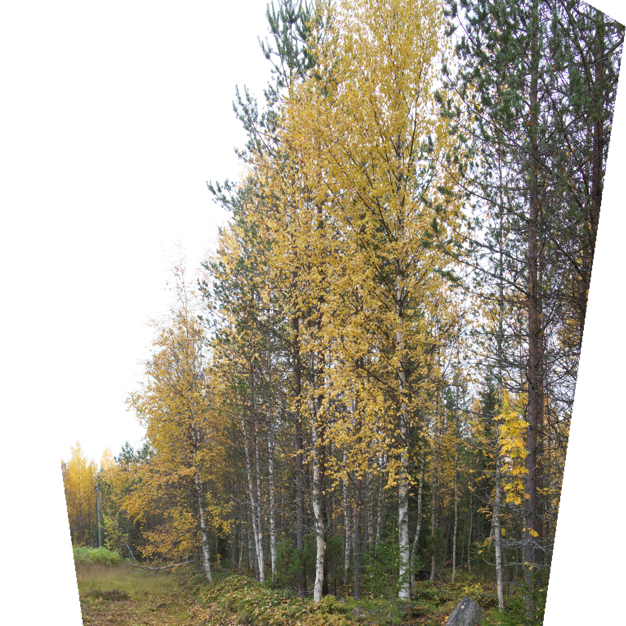 golden silver birches 027 — Descargar