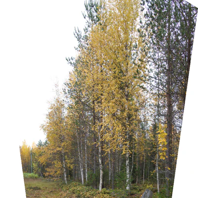 golden silver birches 027 — Descargar